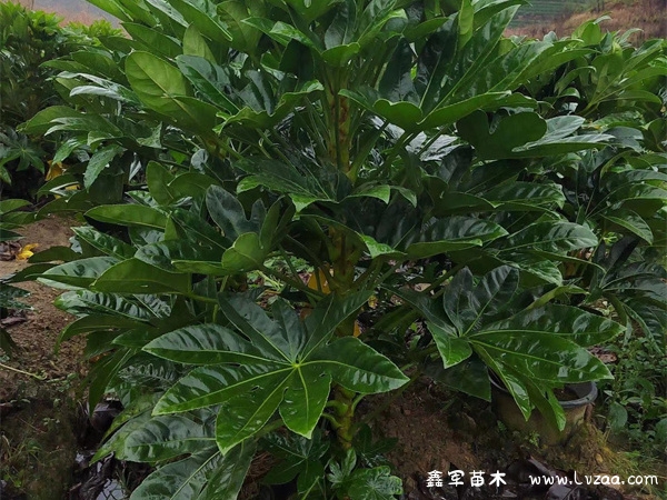 八角金盘剪枝可以水培吗?