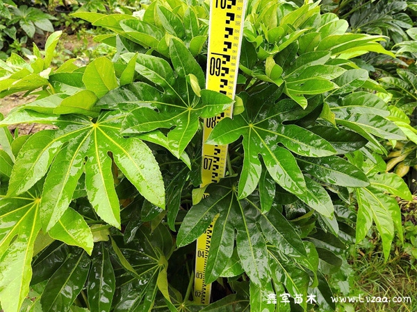 八角金盘几天浇一次水?