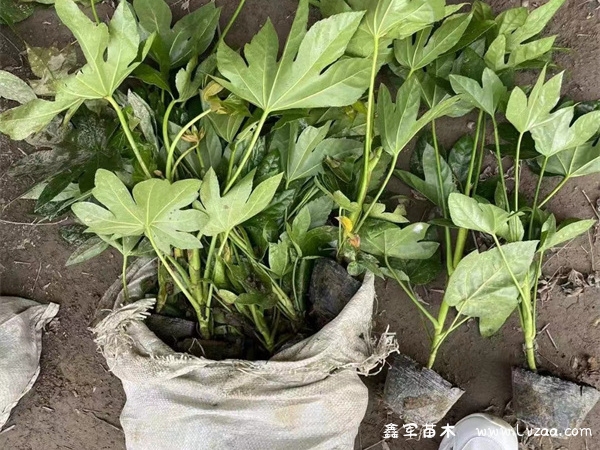 八角金盘花语