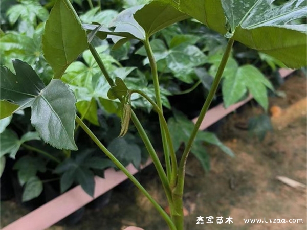 八角金盘花语