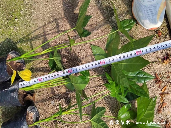 八角金盘花语及寓意