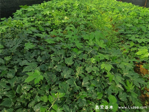 八角金盘好养活吗?