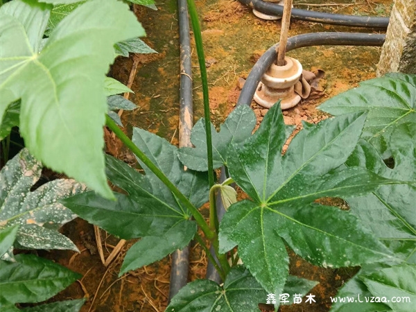 八角金盘好养活吗?