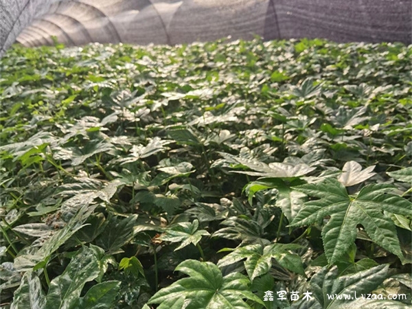 八角金盘果实的功效与作用