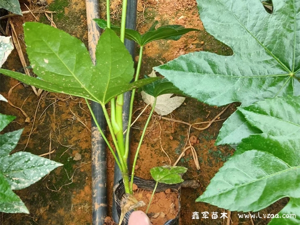 八角金盘果实的功效与作用
