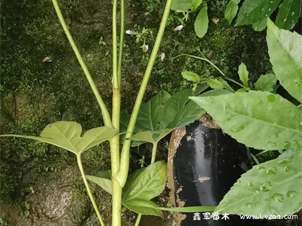 八角金盘几天浇一次水?