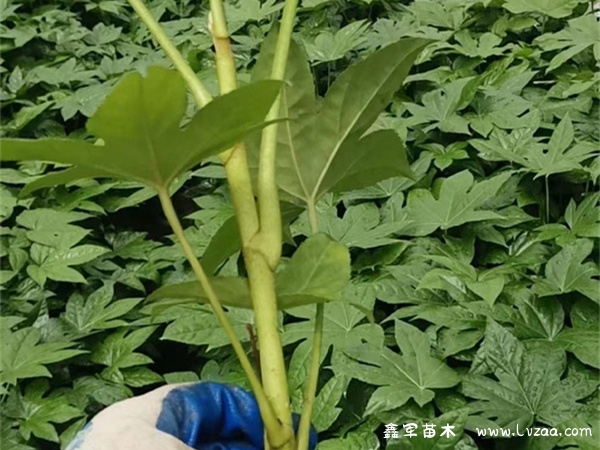 八角金盘可以水培吗?