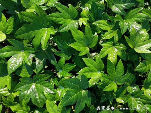 八角金盘开花吗?