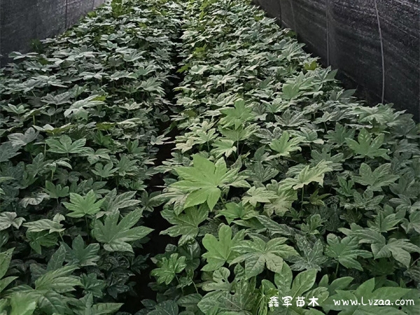 八角金盘可以水培能放家里吗?
