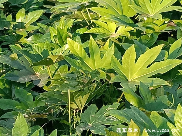 八角金盘可以在室内种植吗?