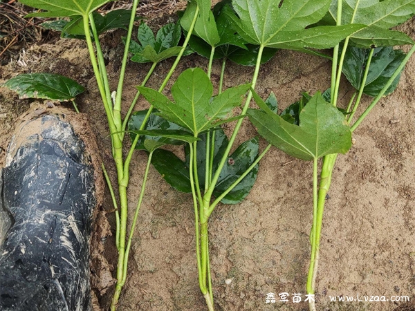 八角金盘耐寒多少度?