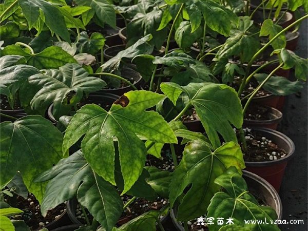 八角金盘可以水培吗?