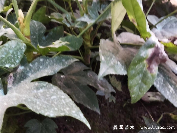 八角金盘是单叶还是复叶?