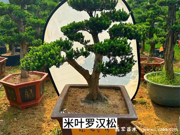 米叶罗汉松和珍珠罗汉松的区别