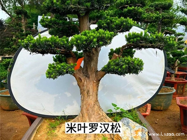 米叶罗汉松和珍珠罗汉松的区别