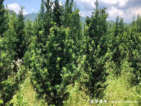 米叶罗汉松和珍珠罗汉松的区别