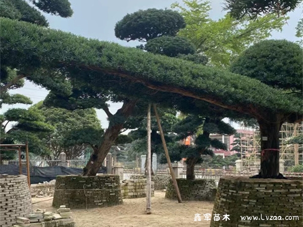 罗汉松什么造型才好看?