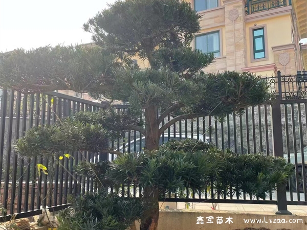 罗汉松如何养殖?