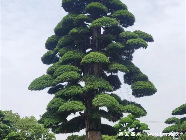 罗汉松品种哪种最好看?