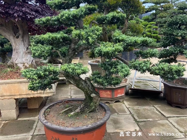 罗汉松盆景风水作用
