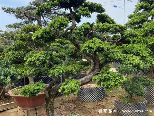 罗汉松盆景风水作用