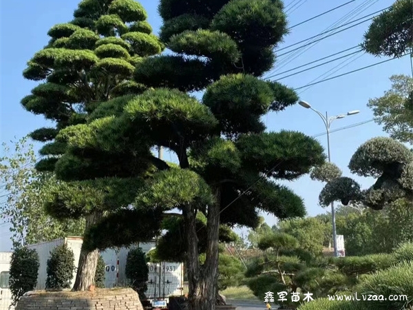 罗汉松盆景的寓意象征是什么？