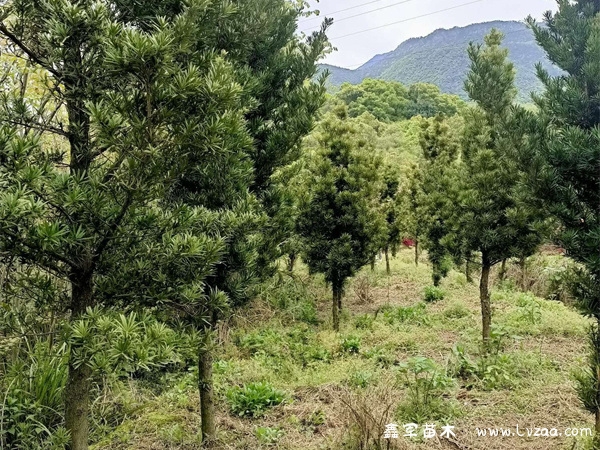罗汉松哪个品种最好？
