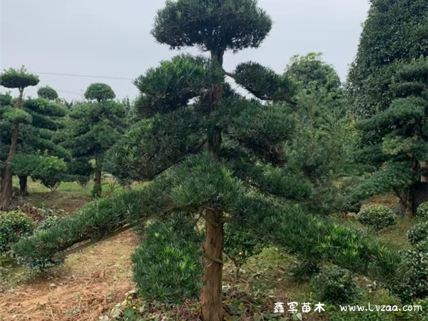 罗汉松能在室内养殖吗?
