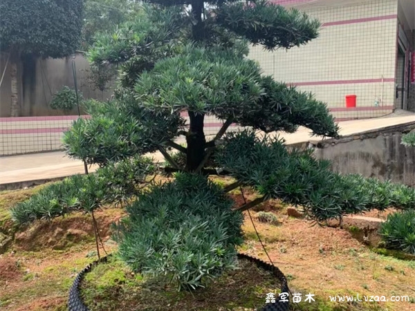 罗汉松能在室内养殖吗?