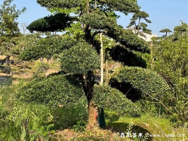 罗汉松会开花结果吗？