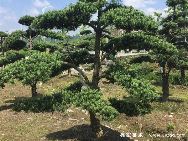 罗汉松高的贵还是矮的贵？