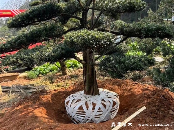 罗汉松放在大门两侧好吗？