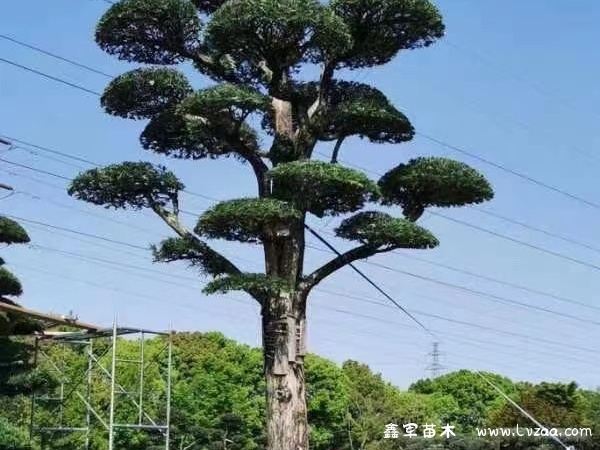 罗汉松的果子能吃吗有啥作用？