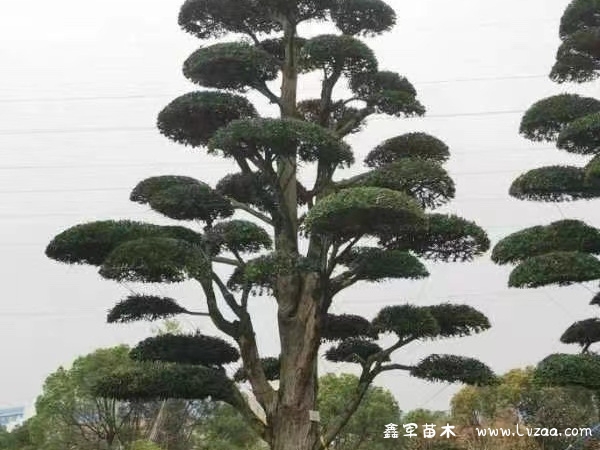罗汉松代表什么象征意义？