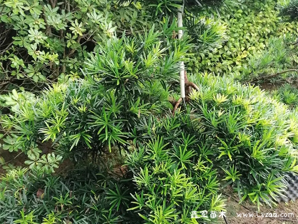 家里有罗汉松是什么意思？