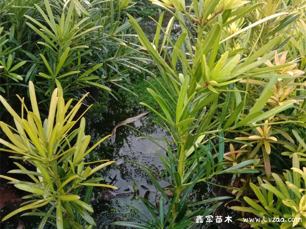 红芽罗汉松什么品种最好呢？