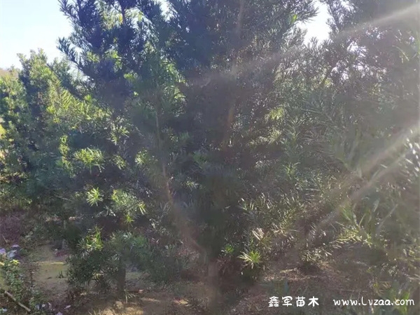 大叶罗汉松是什么品种？