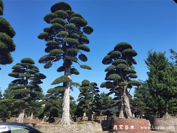 刚种的罗汉松苗用修剪吗?