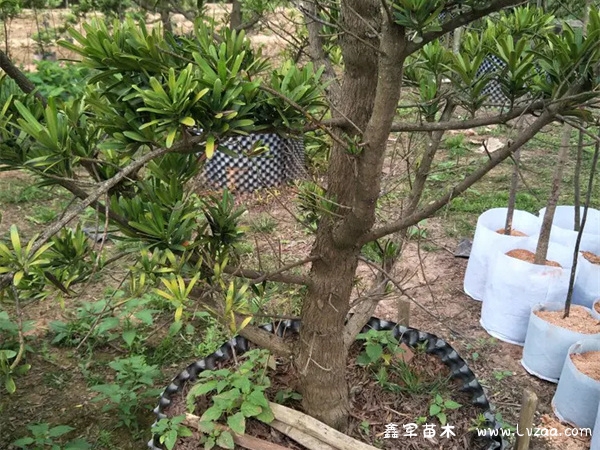 八公分罗汉松多少一棵？