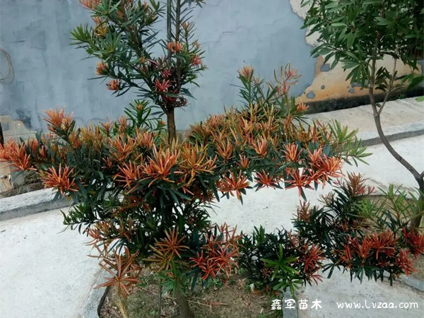 八公分罗汉松多少一棵？