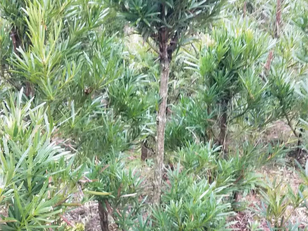 怎样修剪罗汉松的叶片？