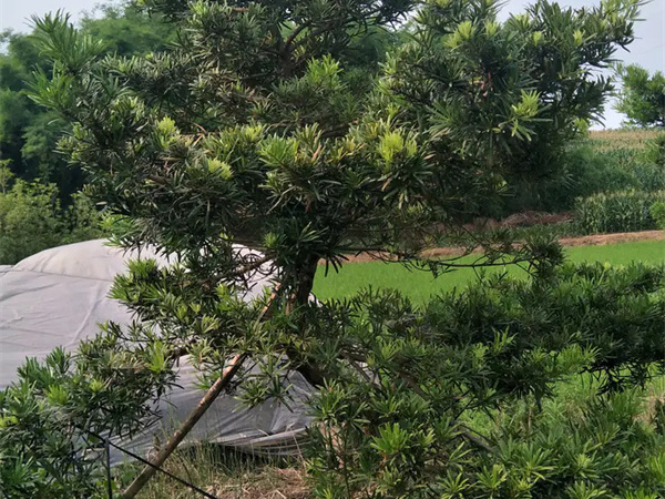 直杆罗汉松怎么造型好看？
