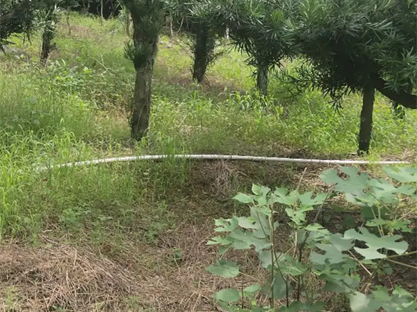 怎样的罗汉松才是最好？