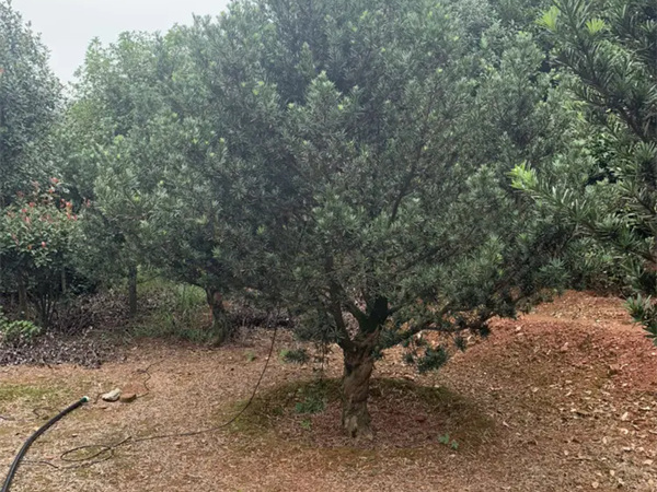 怎么给罗汉松树造型？