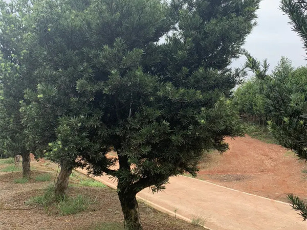 怎么给罗汉松树造型？