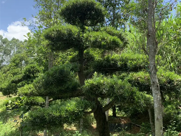盆景罗汉松怎么造型？