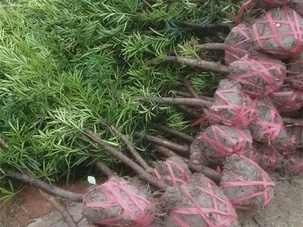 哪种罗汉松最珍贵？