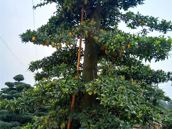 金弹子树桩怎么栽活?
