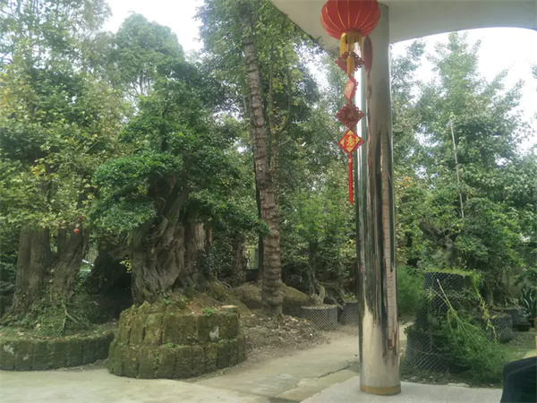 金弹子树桩盆景养护方法