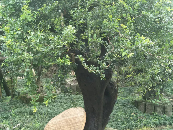 挂果金弹子树桩移栽应该注意什么?
